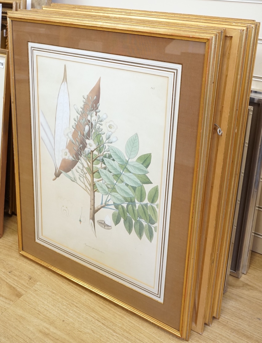 Botanical interest, set of six 19th century colour prints with latin inscriptions, each 54 x 39cm